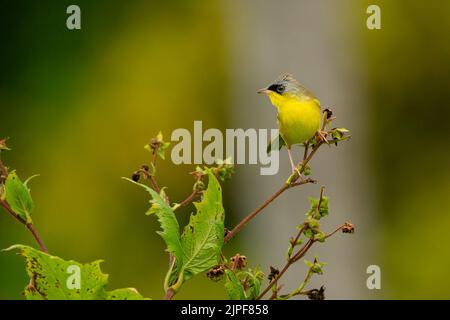 Gorge jaune à couronne grise (Geothlyphes poliocephala) Banque D'Images