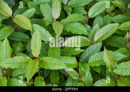 Le kratom pousse sur des feuilles de kratom d'arbre foncé - Mitragyna speciosa korth plantes médicinales, nature fond de feuille vert Banque D'Images