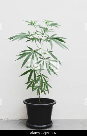 Cannabis plante arbre plantation en pot, feuille de cannabis dans la ferme de jardin , chanvre feuilles de marijuana arbre pousse pour THC CBD herbes alimentation et médical Banque D'Images