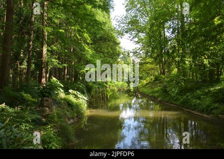 rivière dans la forêt avec la lumière du soleil s'étaler sur l'eau dans l'après-midi ensoleillé Banque D'Images