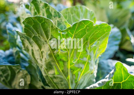 Une feuille d'un chou blanc en croissance est infestée de blancs en gros plan sur un fond flou. Insecte nuisible Aleyrodoidea manger des plantes sur la ferme Banque D'Images