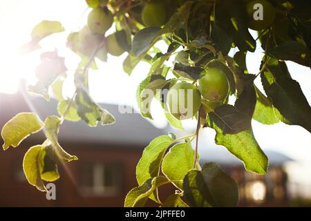 Fruit non mûr de l'arbre de pomme en milieu d'été. Scène rurale. Vue avant. Banque D'Images