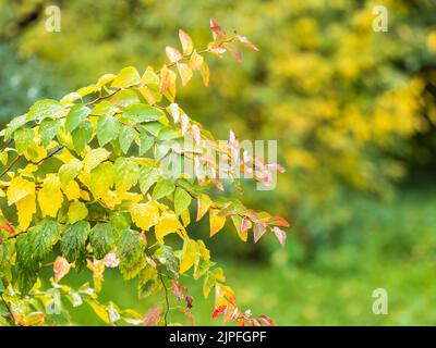 Feuilles vertes et jaunes d'automne avec gouttes d'eau après la pluie. Arrière-plan naturel Banque D'Images