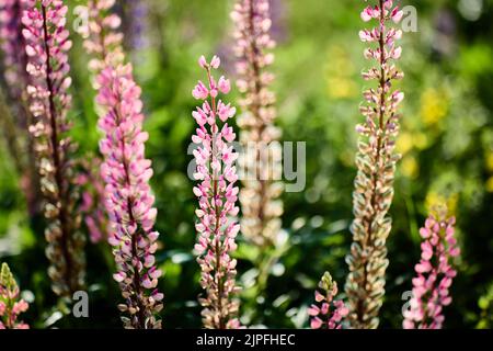 Fleurs lupin fleuries sur fond flou en campagne. Banque D'Images