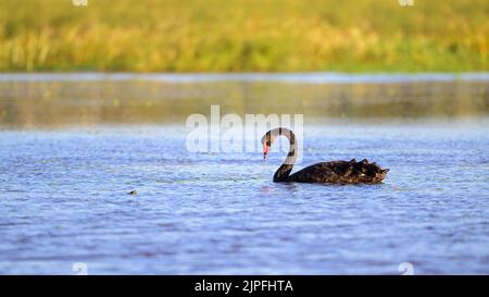 Un seul cygne noir mûr traverse son lagon pour montrer sa domination territoriale au Saint-Laurent, les marécages du Queensland, en Australie. Banque D'Images