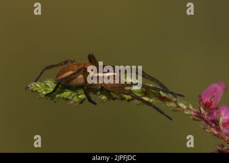 Une araignée de chasse juvénile rare, Dolomedes fimbriatus, sur une plante de bruyère qui pousse au bord d'une tourbière. Banque D'Images