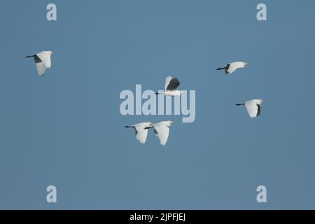 Un troupeau de bovins Egret, Bubulcus ibis, volant dans le ciel bleu. Banque D'Images