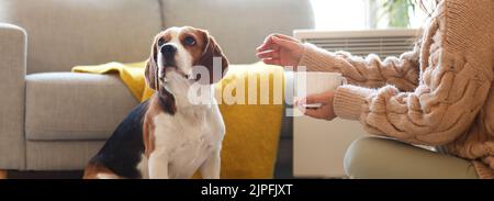 Femme et chien Beagle mignon assis près du radiateur convector à la maison Banque D'Images