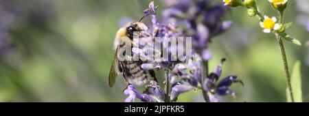 Bumblebee sur la lavande dans le champ de floraison en été Banque D'Images