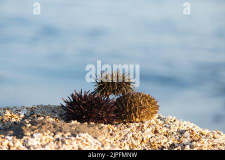 Trois oursins sur le rocher par la mer Banque D'Images