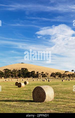 Balllarat Australie / balles de foin dans un champ à Blowhard dans les zones rurales environnantes de Ballarat. Banque D'Images