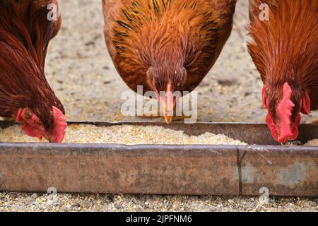 Fermez les poulets de chair de poule de campagne biologique de la gamme libre en manger du plateau d'alimentation de maïs de grain Banque D'Images