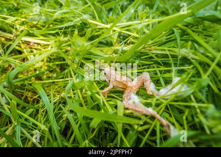 Grenouille commune brune - Rana temporaria debout sur terre parmi les plantes vertes. Banque D'Images