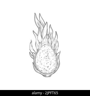 Pitaya aux graines de fruit dragon coupé sur l'icône monochrome à moitié isolée. Dessin vectoriel de pitahaya mûr, juteux tropical végétarien nourriture, produit d'épicerie. Pithaya, dessert exotique aux libellules tropicales Illustration de Vecteur