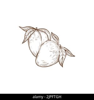 Paire de fruits de mangue exotiques avec feuilles isolées esquisse. Vector nourriture tropicale, fruits en pierre nutrition bio sucré dessert. Fruits de mangue dessinés à la main, santé crayon dessin nourriture d'été snack Illustration de Vecteur