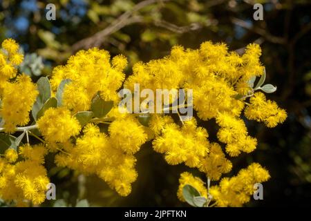 Masse de superbes fleurs parfumées jaune d'or d'Acacia podalyriifolia, Queensland Silver Wattle / Mount Morgan Wattle, emblème floral australien Banque D'Images