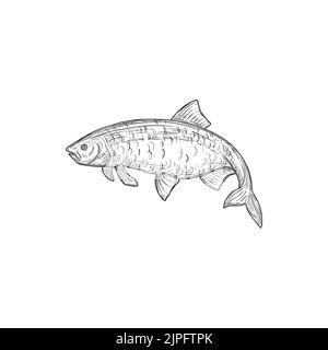 Harengs ou sardine d'eau salée animal isolé icône monochrome. Vector sardina, poissons marins de thon rouge, habitat aquatique d'eau salée à sang froid. Petit poisson de l'aleck de pilchard ou de l'alec dans les Clupeidae de hareng Illustration de Vecteur