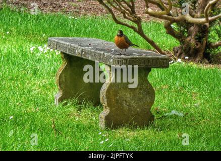 Un oiseau de robin américain assis sur un banc de pierre avec de l'herbe verte et un arbre sur fond Banque D'Images