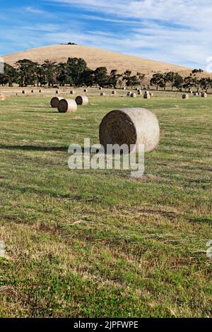 Balllarat Australie / balles de foin dans un champ à Blowhard dans les zones rurales environnantes de Ballarat. Banque D'Images