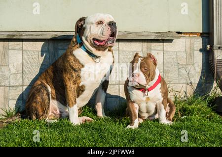 Pelage bringé chien Bulldog américain et chiot Bully américain à l'extérieur Banque D'Images