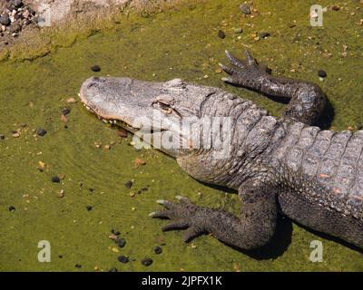 Alligator du Mississippi dans un zoo reposant sur une rive boueuse dans un habitat naturel pendant la lumière du jour Banque D'Images