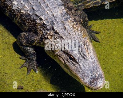 Alligator du Mississippi dans un zoo reposant sur une rive boueuse dans un habitat naturel pendant la lumière du jour Banque D'Images