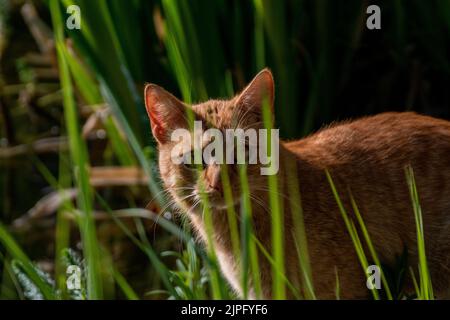 Un gros plan d'un adorable chat orange debout dans le champ vert Banque D'Images