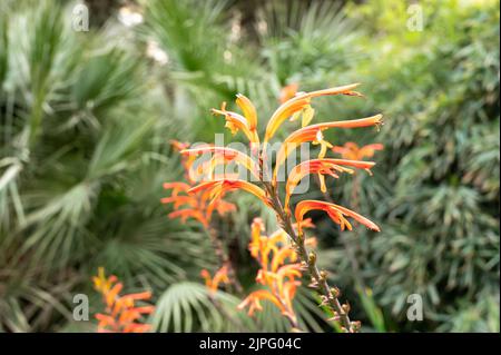 Fleurs orange de Chasmanthe aethiopica fleurs tropicales croissant dans le jardin botanique, gros plan Banque D'Images