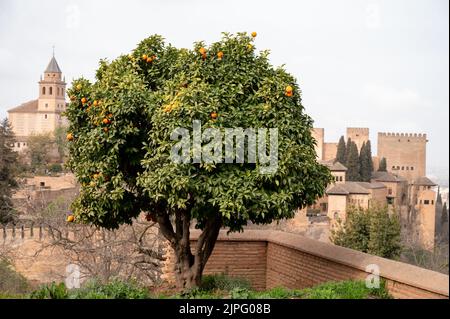 Vue sur l'orangier vert avec des agrumes mûrs et la forteresse médiévale Alhambra à Grenade, Andalousie, Espagne au printemps Banque D'Images