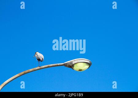Un Heron sur fond bleu Banque D'Images