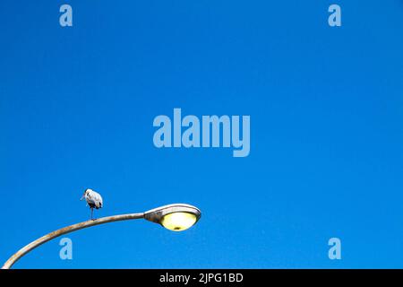 Un Heron sur fond bleu Banque D'Images