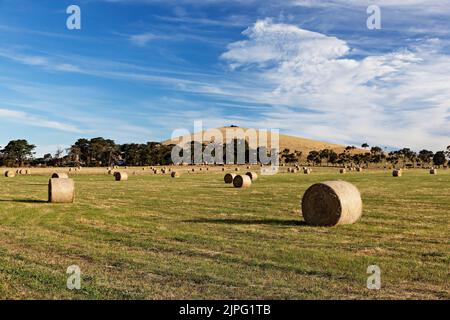 Balllarat Australie / balles de foin dans un champ à Blowhard dans les zones rurales environnantes de Ballarat. Banque D'Images