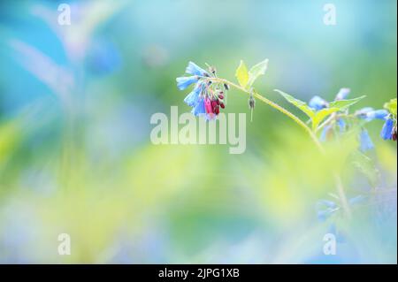 Comfrey commun, Symphytum officinale, fleurs, arrière-plan bokeh flou. Banque D'Images