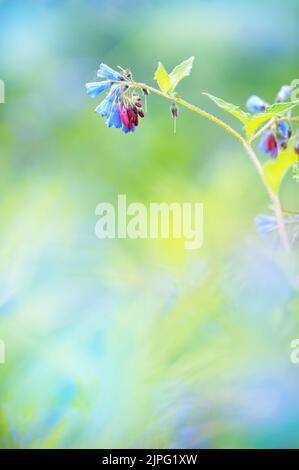 Comfrey commun, Symphytum officinale, fleurs, arrière-plan bokeh flou. Banque D'Images