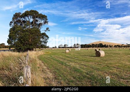 Balllarat Australie / balles de foin dans un champ à Blowhard dans les zones rurales environnantes de Ballarat. Banque D'Images