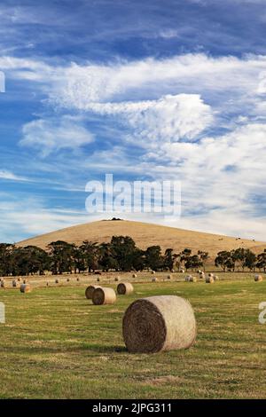 Balllarat Australie / balles de foin dans un champ à Blowhard dans les zones rurales environnantes de Ballarat. Banque D'Images