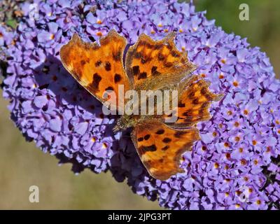 Comma Butterfly (album polygonale) Banque D'Images