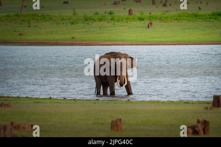 Eau potable des éléphants de la rivière kabini, Karnataka, Inde, Asie Banque D'Images