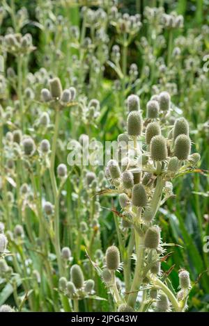 Eryngium Agavifolium (Agave Leaved Sea Holly) plante vivace à feuilles persistantes qui fleurit en été. Banque D'Images