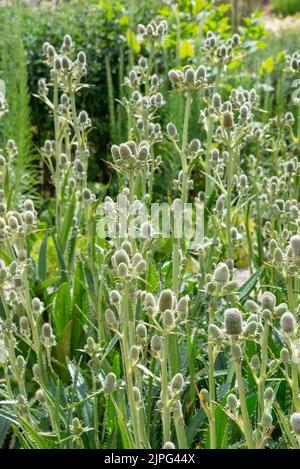 Eryngium Agavifolium (Agave Leaved Sea Holly) plante vivace à feuilles persistantes qui fleurit en été. Banque D'Images