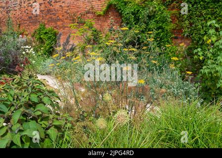 Bordure herbacée incluant une usine de fenouil en bronze dans le jardin clos de RHS Bridgewater, Grand Manchester, Angleterre. Banque D'Images