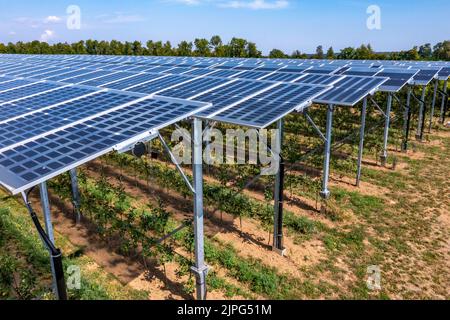 Installation d'essai Agri-photovoltaïque, un verger de pommes a été couvert de deux systèmes différents de modules PV sur une superficie de plus de 3000 mètres carrés, rai Banque D'Images