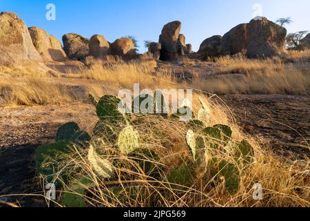 Parc national City of Rocks à Sunset, Nouveau-Mexique, États-Unis Banque D'Images