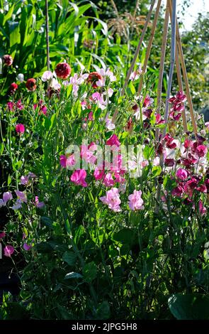 fleurs de pois doux poussant dans le jardin anglais, norfolk, angleterre Banque D'Images