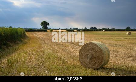 Grosses balles de paille rondes sur les champs de maïs pittoresques de la campagne (récoltes agricoles récoltées en été) et rayons du soleil - long Marston, North Yorkshire, Angleterre, Royaume-Uni. Banque D'Images