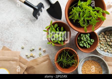 Pots avec des semis, des graines et du matériel de semis sur la table. Une alimentation saine. Banque D'Images