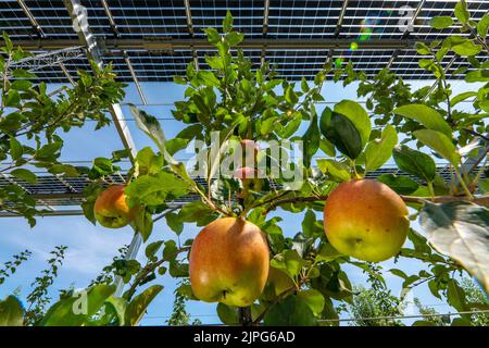 Installation d'essai Agri-photovoltaïque, un verger de pommes a été couvert de deux systèmes différents de modules PV sur une superficie de plus de 3000 mètres carrés, rai Banque D'Images