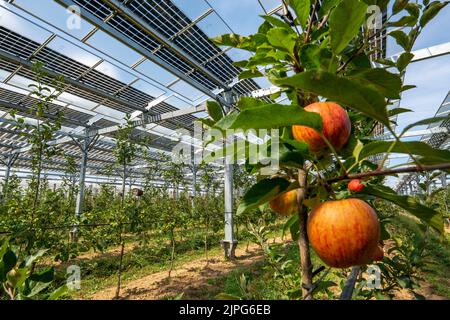 Installation d'essai Agri-photovoltaïque, un verger de pommes a été couvert de deux systèmes différents de modules PV sur une superficie de plus de 3000 mètres carrés, rai Banque D'Images