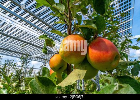 Installation d'essai Agri-photovoltaïque, un verger de pommes a été couvert de deux systèmes différents de modules PV sur une superficie de plus de 3000 mètres carrés, rai Banque D'Images