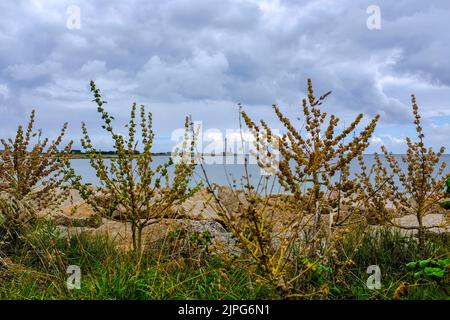 Frankreich, Gatteville-le Phare, 01.07.2022: Blick durch trockene Malven auf den Leuchtturm von Gatteville an der Pointe de Barfleur BEI Gatteville-le Banque D'Images